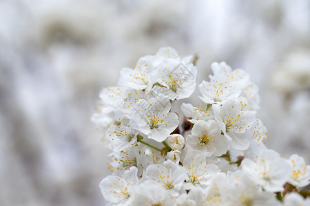 开花树在自然背景春天的花春天的背景图片