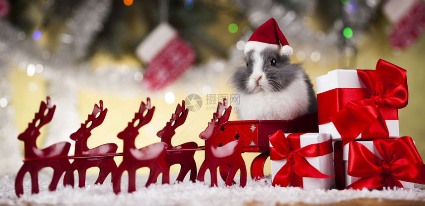 兔子和圣诞背景图片