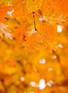 秋天森林树枝上的叶子图片