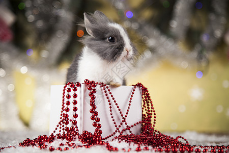可爱圣诞小宠物兔子礼物盒带红丝的礼物盒在圣诞节背景背景