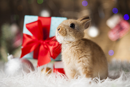 小兔子礼物圣诞背景下的小兔子背景