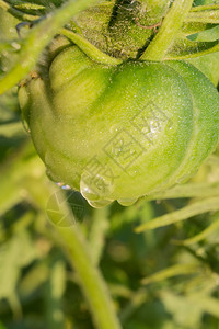清晨露的绿番茄近距离接背景图片