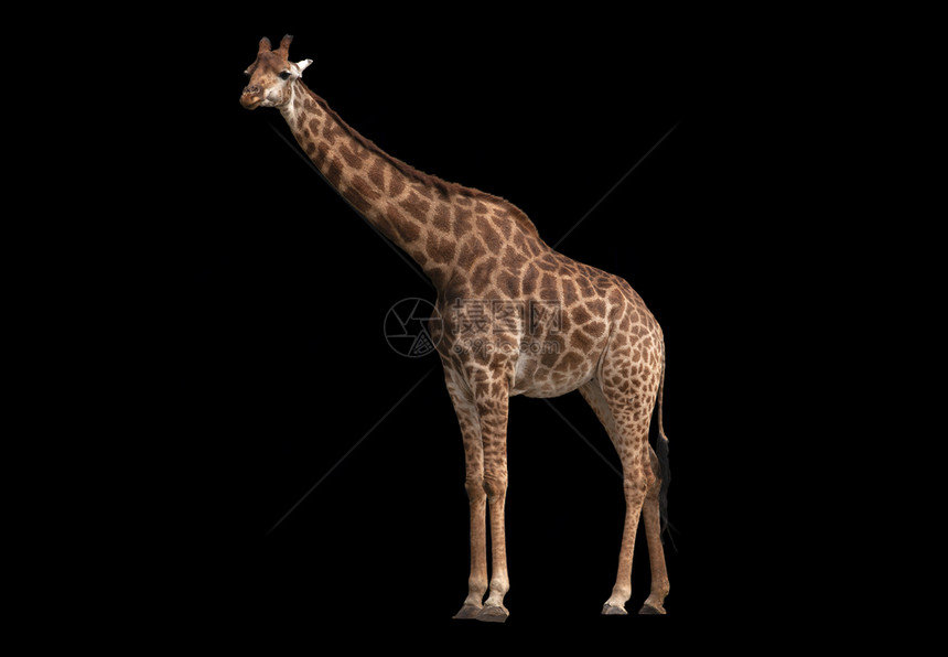 African长颈鹿被隔离在黑色背景上图片