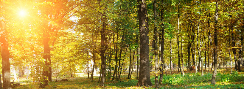 秋天森林黄叶和日落宽阔的照片图片