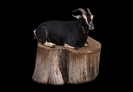 坐在一个被隔离黑背景的树桩上坐在可爱的黑山羊图片