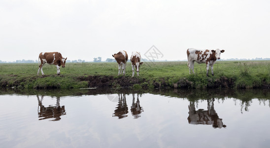 四头牛站在河边图片