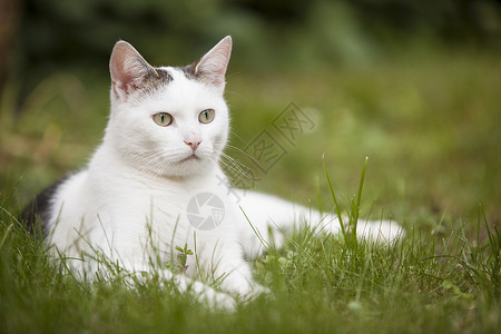 哈咪猫爱意鲜有斑点的白猫躺在绿草的青中用刺耳的朵看着警报背景