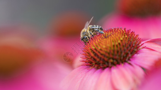 蜜蜂在菊花朵上图片