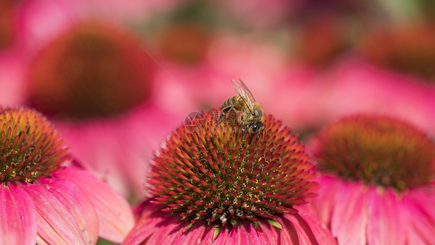 蜜蜂在紫锥菊粉色和红色花朵上的特写图片