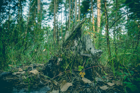 童话故事就像夏日森林里的老树桩过滤了背景图片