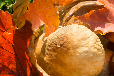 篮子蘑菇树叶新鲜的猪肉蘑菇装在有红树叶的螺旋篮子里背景