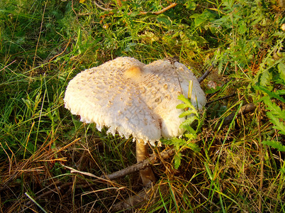 大的野白帽蘑菇植物间生长的蛤末图片