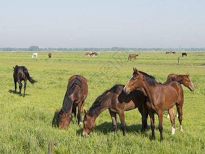 在阿姆斯福特和巴恩附近的内河地带在白云下黄土和巴恩附近在黄土下以绿草地的绿色棕马匹背景图片