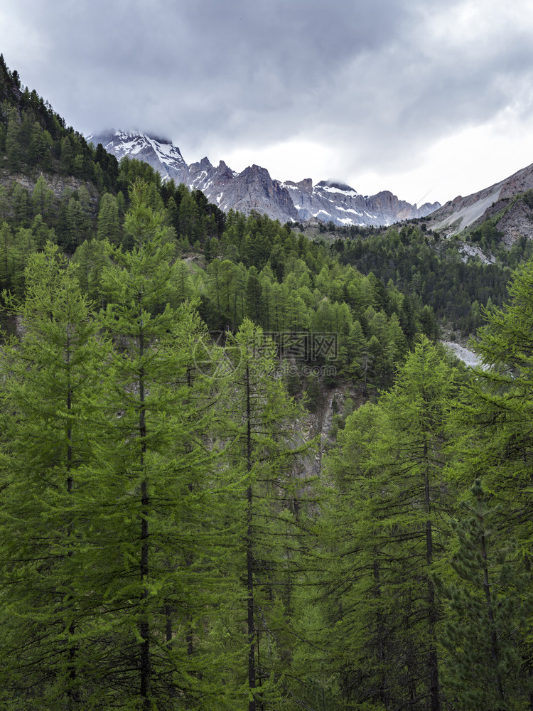 森林和雪盖山法国高地海拔阿尔卑斯山的西拉克附近图片