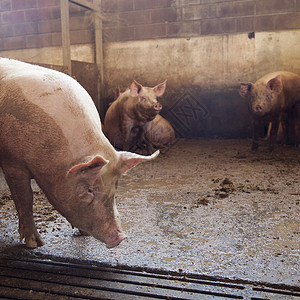 在派蒙特的有机农场里养猪图片素材