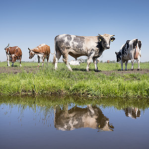 和牛在荷兰草地阳光明媚的夏日图片