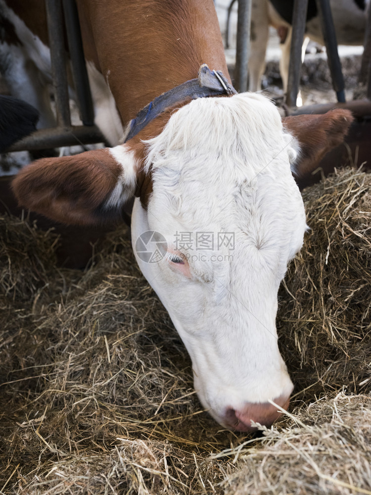奶牛食干草的肖像图片