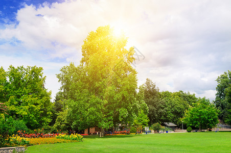 阳光照耀着绿草和树自然的高清图片素材