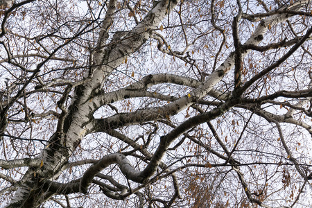 高大的柏树在秋天掉光了树叶图片