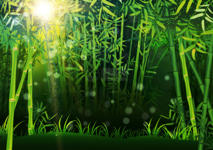 绿竹树森林景观内有叶子图片