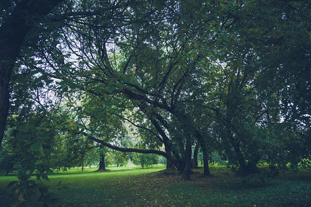 秋天初在城市公园里绿叶的大弯曲树被过滤了景观高清图片素材