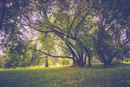 秋天初在城市公园里绿叶的大弯曲树被过滤了木材高清图片素材