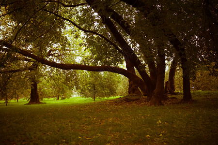 秋天初在城市公园里绿叶的大弯曲树被过滤了林地高清图片素材