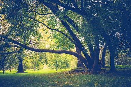 秋天初在城市公园里绿叶的大弯曲树被过滤了森林高清图片素材