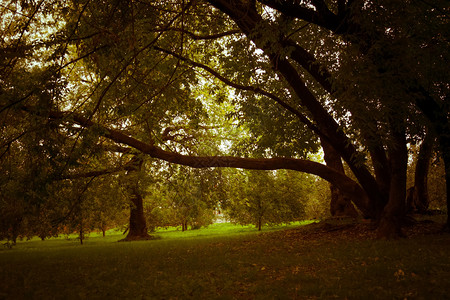 秋天初在城市公园里绿叶的大弯曲树被过滤了歪扭的高清图片素材