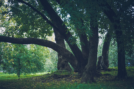 秋天初在城市公园里绿叶的大弯曲树被过滤了白天高清图片素材
