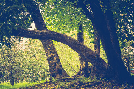 秋天初在城市公园里绿叶的大弯曲树被过滤了神秘的高清图片素材