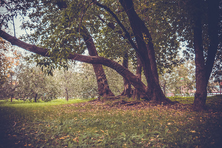 秋天初在城市公园里绿叶的大弯曲树被过滤了绿色高清图片素材