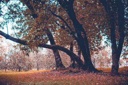 秋天初在城市公园里绿叶的大弯曲树被过滤了背景高清图片素材