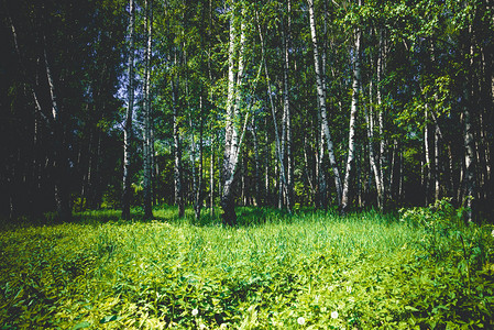 灌丛林上的绿叶与树林图片
