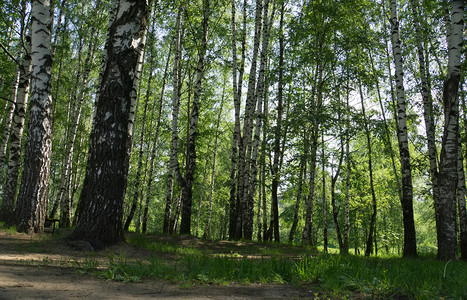 树林和灌木丛的绿叶城市公园的夏天图片