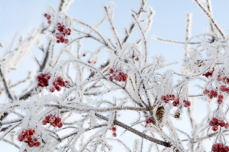 带冰晶的红山莓冬天早上的冰霜背景图片