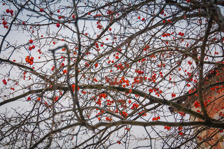 冬天树枝上的红莓背景图片