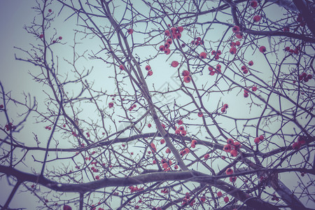 冬天树枝上的红莓背景图片