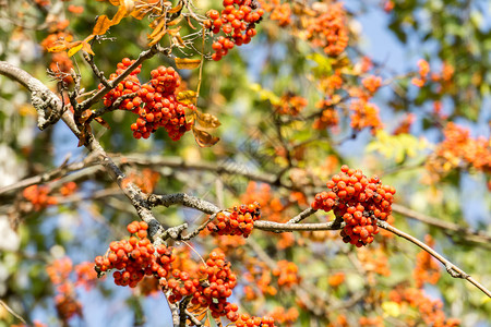 秋天在树枝上的果实图片