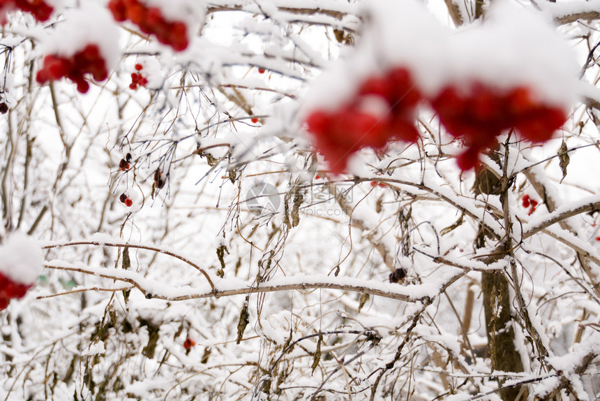 山灰的树枝白底雪地的划线树图片