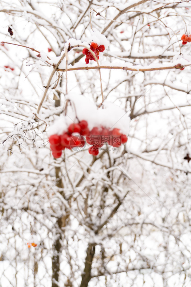 山灰的树枝白底雪地的划线树图片