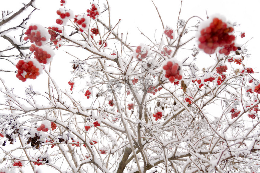 山灰的树枝白底雪地的划线树图片