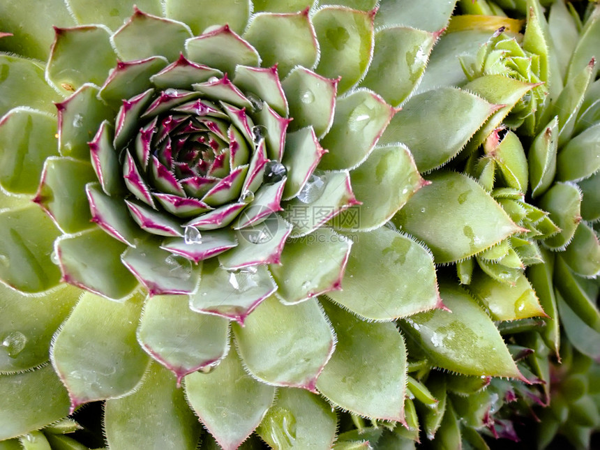 在花园里紧地关闭了suclentacus植物在花园里图片