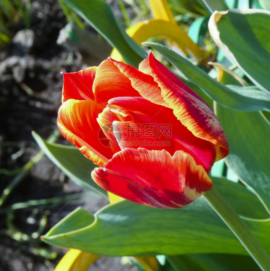 红色和黄春季郁金香花背景图片