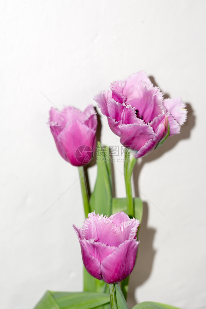 紫色的装饰郁金香花抽象背景图片