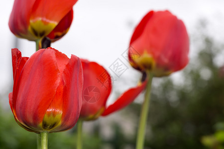 花园里有红色的郁金香花图片