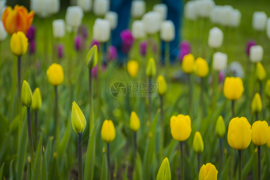 花园多彩的郁金香花图片