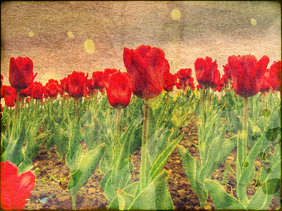 红色郁金香的旧染纸背景图片