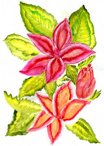 水彩花朵背景美丽的热带花朵手画的多彩水色插图背景