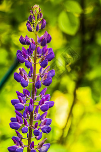 盛开紫色花朵阳光明媚的夏日图片